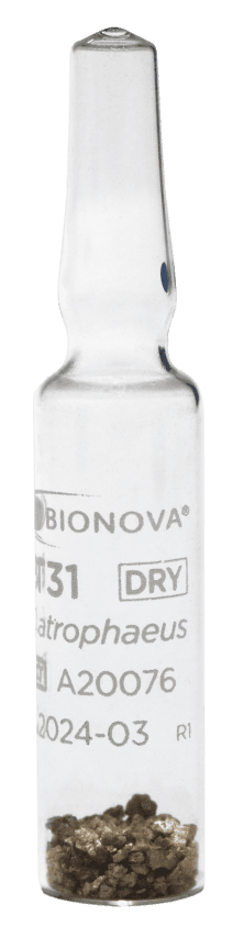 Spore ampoule for Dry Heat sterilization processes